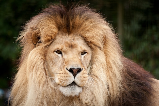 Un león con una melena esponjosa mira a lo lejos.