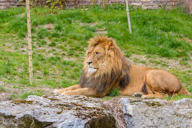 León mirando a la cámaraEl león siberiano mira directamente a la cámara