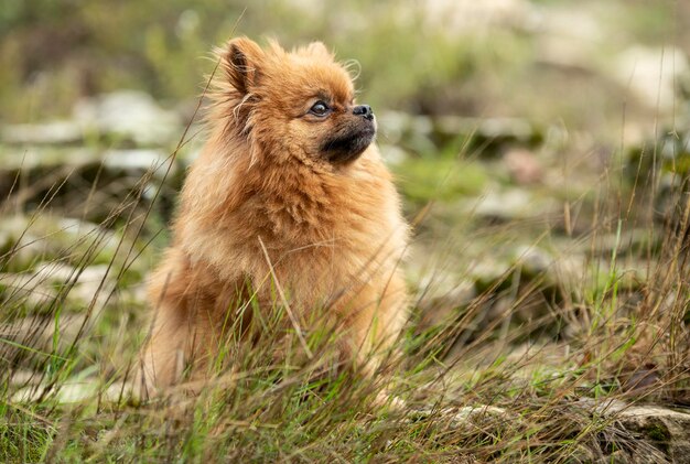 El león mirando hacia el campo.