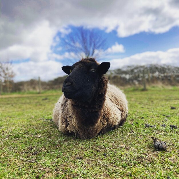 Foto el león mirando hacia el campo.