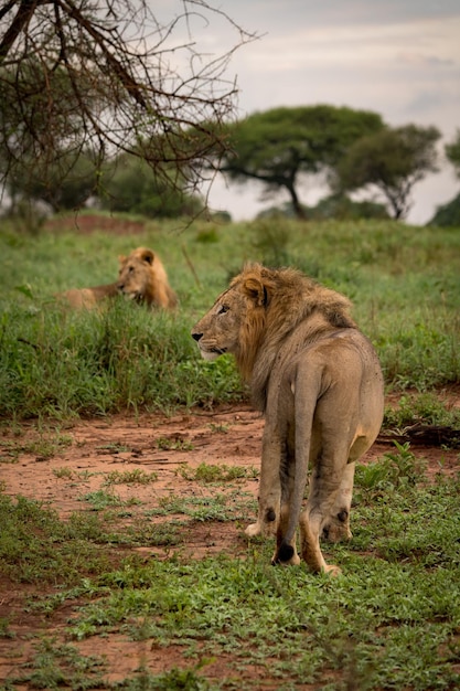 Foto león mirando hacia otro lado mientras está de pie en el bosque