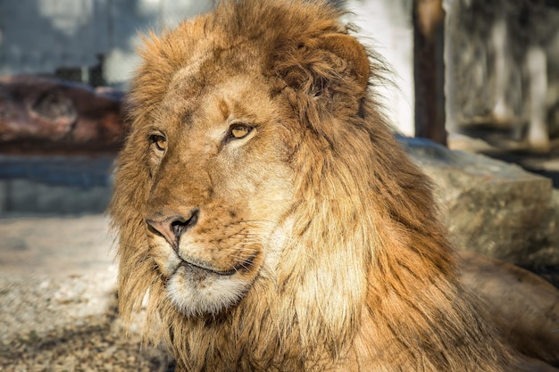 El león mirando hacia el zoológico