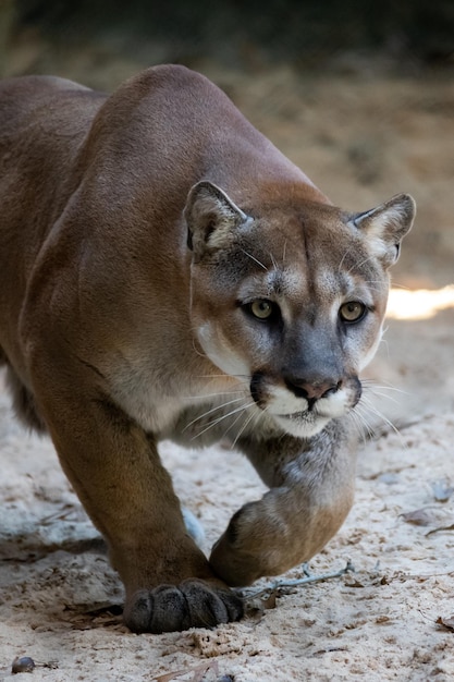 Foto el león de montaña acechando