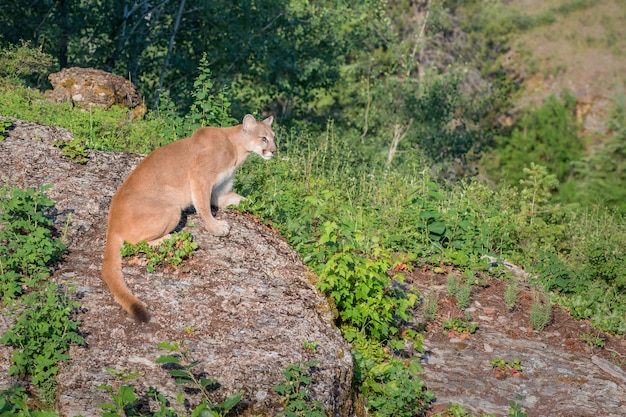 León de montaña mirando hacia abajo del valle