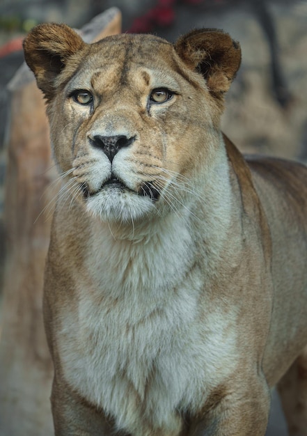 león del norte de África