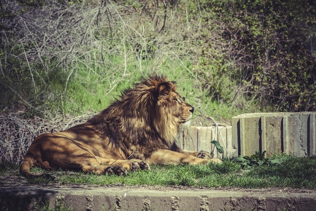 León, Panthera leo, mamífero majestuoso, escena de vida silvestre