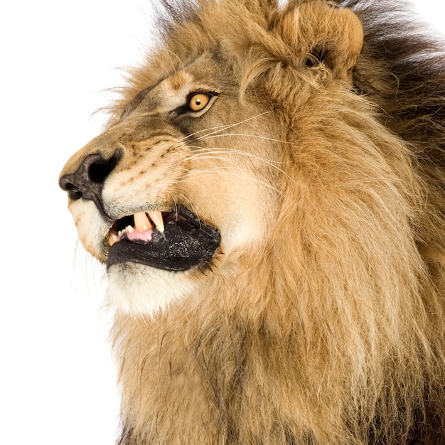 León, Panthera leo sobre un blanco aislado