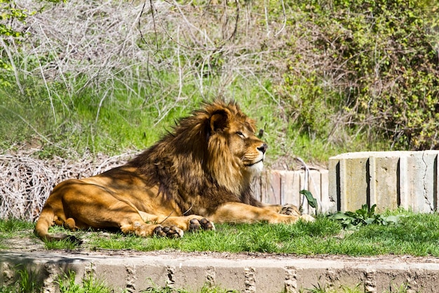 león, panthera leo