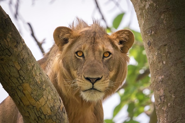 León Panthera leo