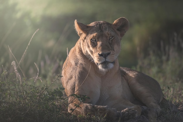 León Panthera leo