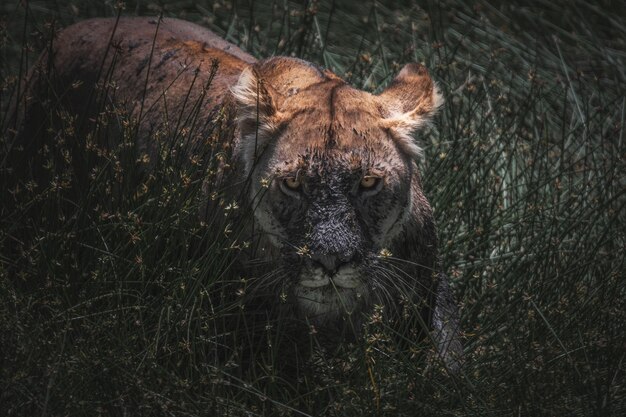 León Panthera leo