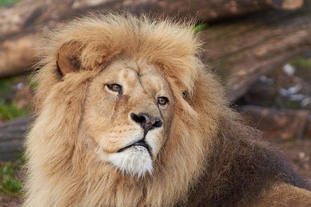 León Panthera leo