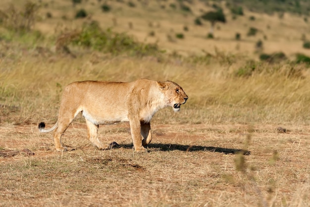 León en el parque nacional de Kenia, África