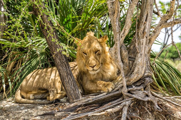 Foto león en el parque nacional de selous