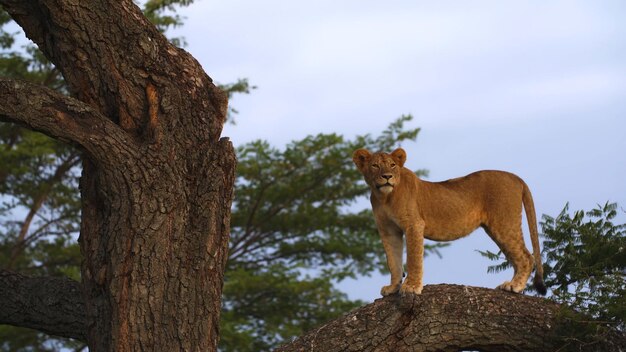 león de pie en el árbol foto hd