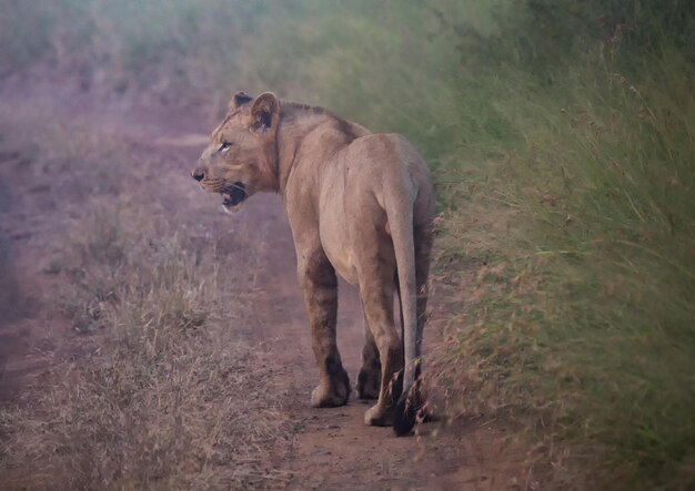 Foto león de pie en un campo