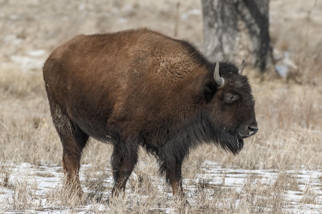 El león de pie en un campo