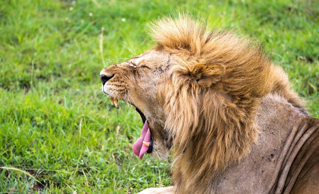 Un león en el primer plano de los bostezos.