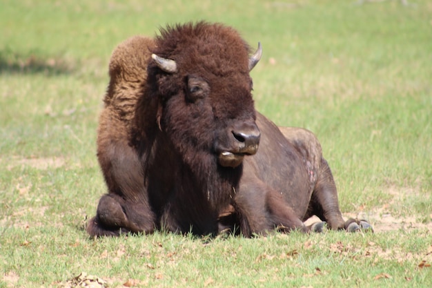 Foto un león relajándose en el campo