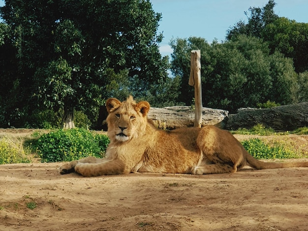 Foto el león relajándose en un campo