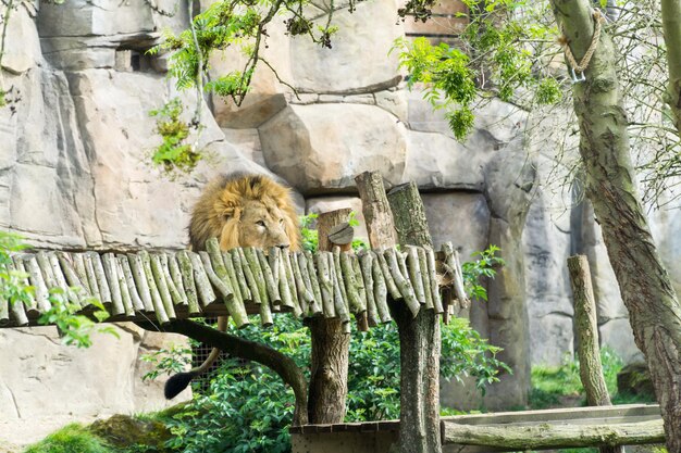Foto león relajándose en una plataforma de árbol en el zoológico