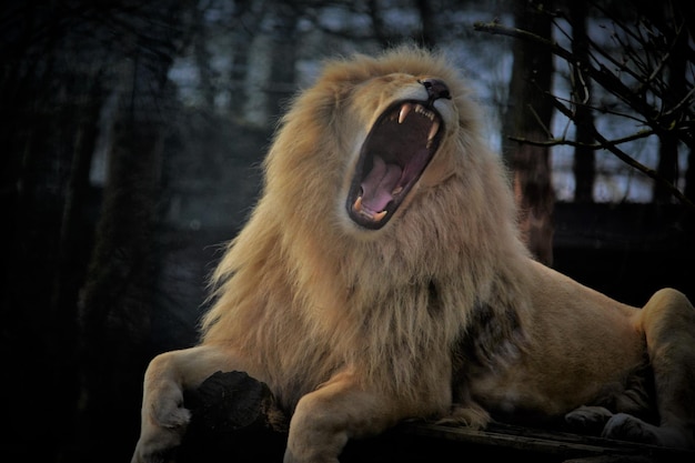 El león rugiendo mientras se relaja en el tronco