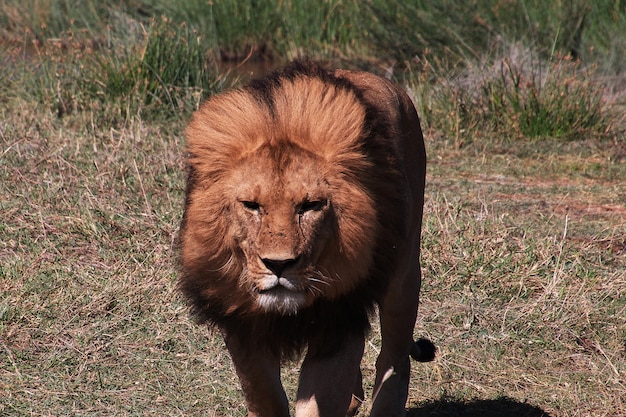 León en safari