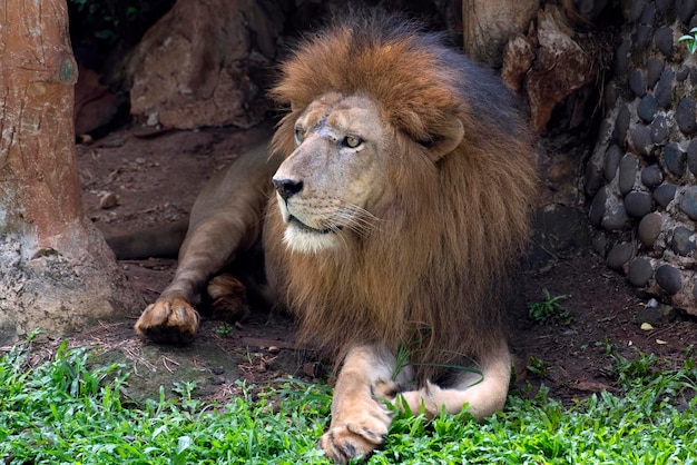 León sentado en la hierba