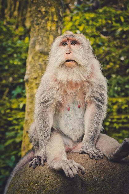 Foto el león sentado mirando hacia otro lado