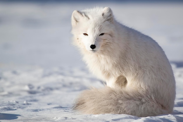 El león sentado en la nieve