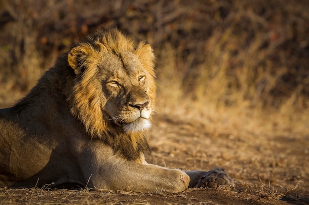 León sentado en tierra en el bosque