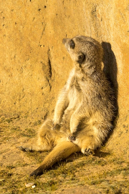 El león sentado en la tierra