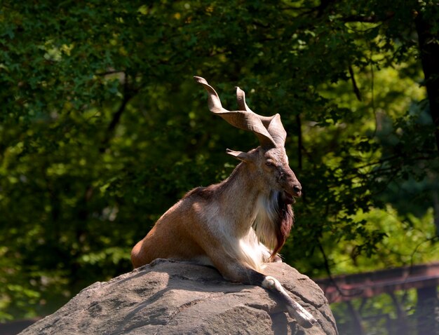 Foto león sentado en el tronco de un árbol en el bosque