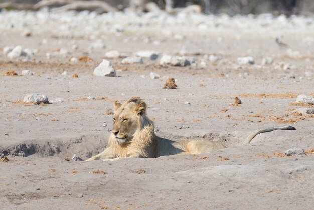 León tumbado en el suelo. Fauna en el Parque Nacional de Etosha, Namibia, África.