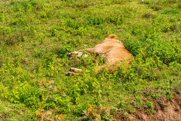 Un león yace sobre la hierba. Probablemente durmiendo.