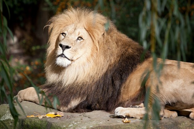 Un león yace sobre una piedra