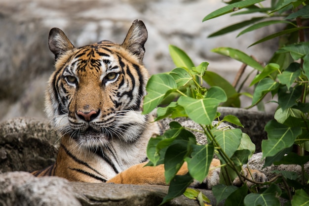 El leon en el zoo