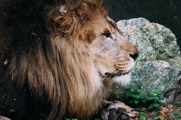 León en el zoológico del Bronx. Nueva York