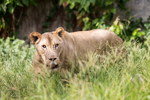 León en el zoológico