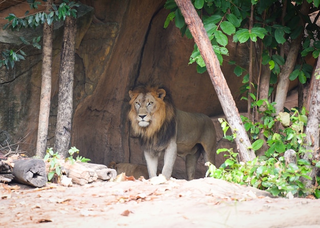 El leon en el zoologico