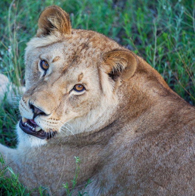 León