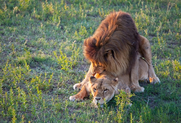 León