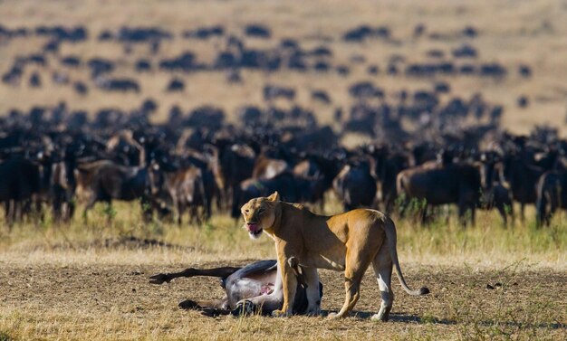 Leona acababa de matar a un ñu. Kenia. Tanzania. Masai Mara. Serengeti.