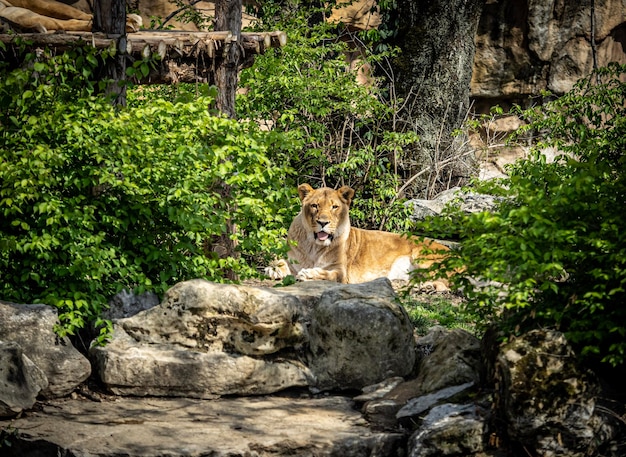 Una leona africana mirando a la cámara en el zoológico de St. Louis acostada en las rocas