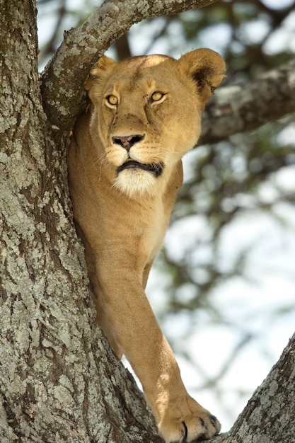 Leona en el arbol