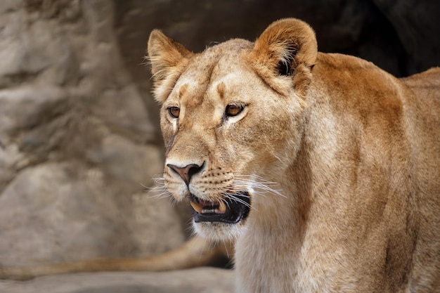 Leona con la boca abierta, Panthera leo