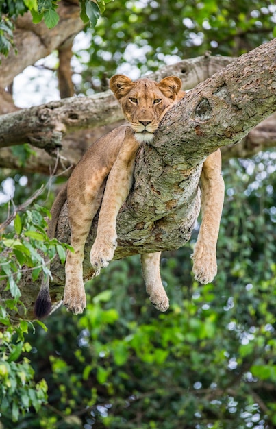 Leona está acostada en un árbol grande