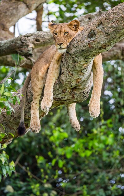 Leona está acostada en un árbol grande