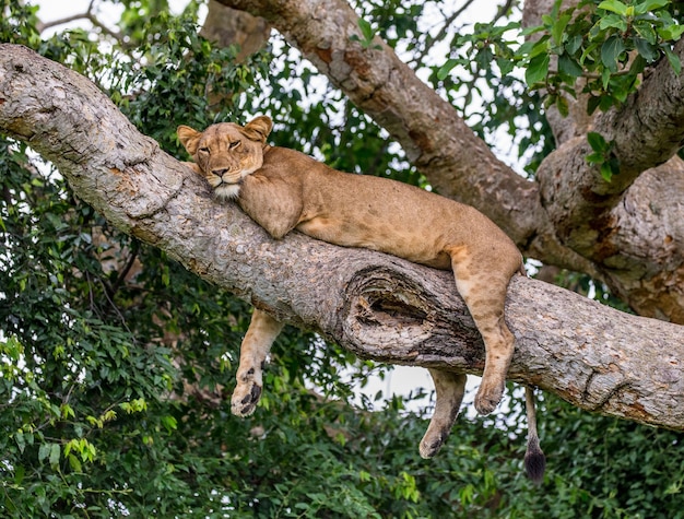 Leona está acostada en un árbol grande