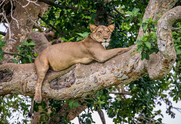 Leona está acostada en un árbol grande